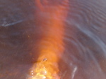 PICT0175.JPG