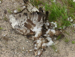 PICT0179.JPG