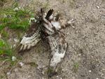 PICT0180.JPG
