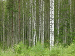 PICT0181.JPG
