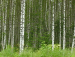PICT0182.JPG